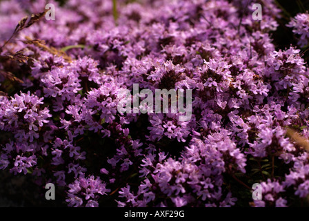 Nahaufnahme einer Reihe von kleinen lila Blüten Stockfoto