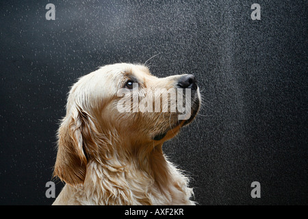 Golden Retriever, Porträt eines erwachsenen, nassen Hundes. Deutschland Stockfoto
