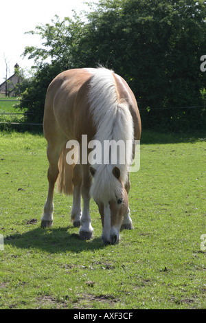 Haflinger Pferde weiden Stockfoto