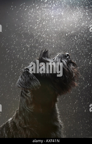 Standard Schnauzer - Porträt Stockfoto