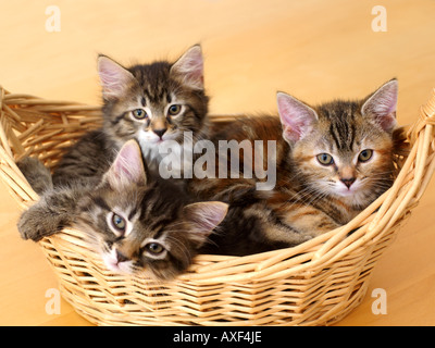 Drei acht Wochen altes Kätzchen im Korb Stockfoto