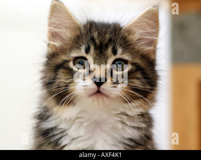 Acht Wochen alte Tabby Kitten Stockfoto