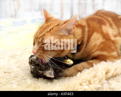 Acht Wochen alte Tabby Kitten von Jahr alte Ingwer Tom gewaschen Stockfoto