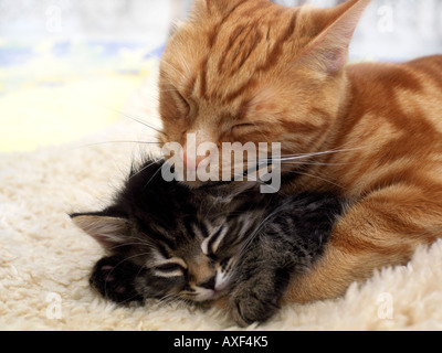 Acht Wochen alte Tabby Kitten von Jahr alte Ingwer Tom gewaschen Stockfoto