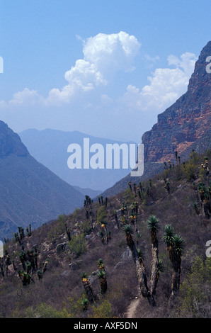 Bergige Landschaft im Biosphärenreservat Sierra Gorda, Staat Querétaro, Mexiko Stockfoto