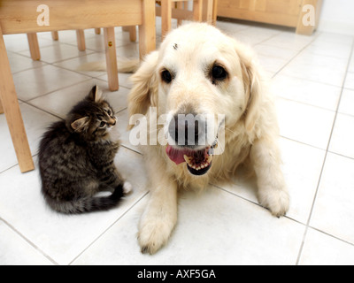 Golden Retriever und acht Wochen alten Tabby Kitten in der Küche Stockfoto