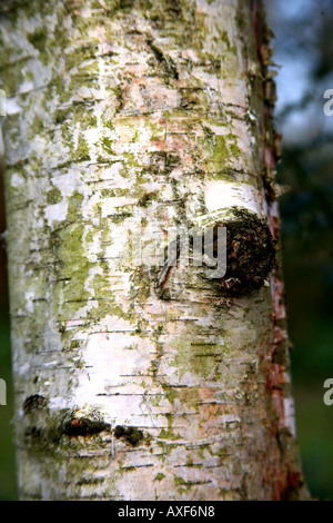 silberne Rinde Stockfoto