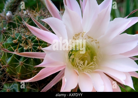 Blühender Kaktus (Echinopsis Arten) mit einer großen zarten zartes weiß-rosa Farbe Stockfoto