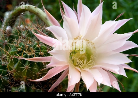 Blühender Kaktus (Echinopsis Arten) mit einer großen zarten zartes weiß-rosa Farbe Blume und Dornen Stockfoto