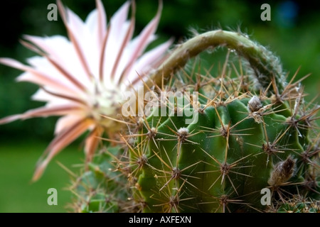 Blühender Kaktus (Echinopsis Arten) mit einer großen zarten zartes weiß-rosa Farbe verwischt Blume und scharfen Dornen Stockfoto