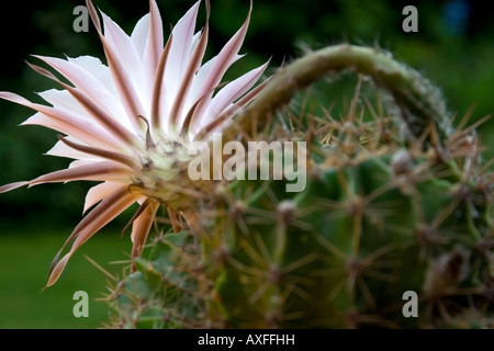 Blühender Kaktus (Echinopsis Arten) mit einer großen zarten zartes weiß-rosa Farbe scharf Blume und unscharfen Dornen Stockfoto