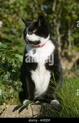 Haustier Katze im Garten Wales UK Stockfoto