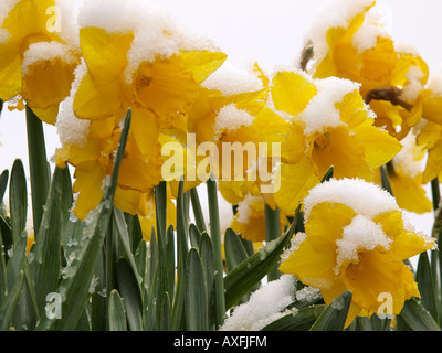 NARZISSEN IM FELD MIT SCHNEE AUF BLÜTENKÖPFE, NORFOLK HAPPISBURGH Stockfoto