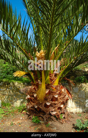 Palme, Ventnor Botanical Garden, Ventnor, Isle of Wight, England, Großbritannien, GB. Stockfoto