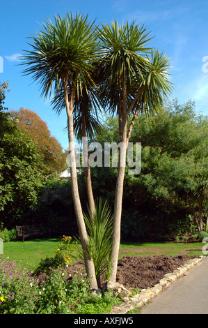 Palme, Ventnor Botanical Garden, Ventnor, Isle of Wight, England, Großbritannien, GB. Stockfoto