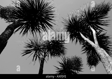 Schwarz-Weiß-Fotografie, Palmen, Ventnor Botanical Gardens, Ventnor, Isle of Wight, England, Großbritannien, GB. Stockfoto