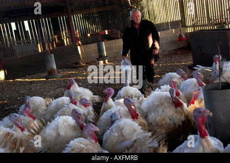 Whilstley Türkei Bauernhof Stockfoto