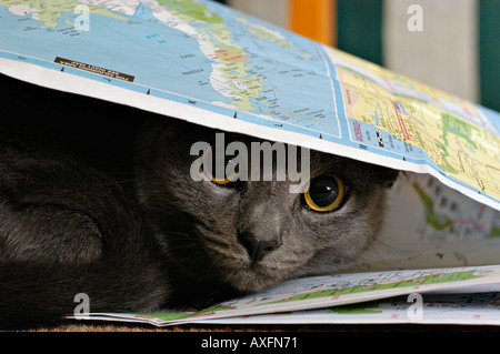 Graue Katze versteckt unter der Karte Stockfoto