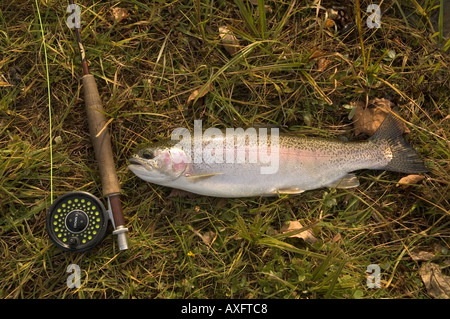 Eine Regenbogenforelle liegt in der Wiese neben einer Fliege Angelrute. Stockfoto