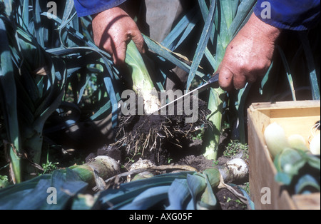 Mann mit großen Lauch in der Nähe seiner Brust Gärtner Lincolnshire UK Stockfoto