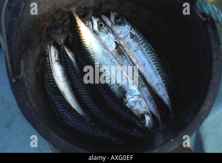 Makrele in einen schwarzen Eimer Stockfoto