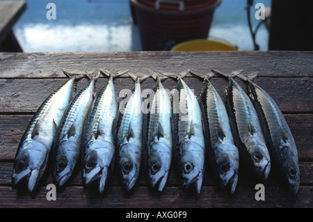 Frische Makrelen liegen auf dem Deck eines Fischerbootes Boscastle Tag - Cornwall UK Stockfoto