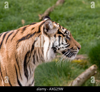 Tiger im Profil Stockfoto