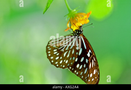 Dark Blue Tiger Schmetterling auf gelben Lantana bei Kuala Lumpur Butterfly Park Malaysia South East Asia Stockfoto