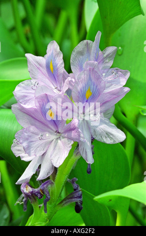 Lila Wasserhyazinthe Eichhornia Crassipes Blume in tropischen Malaysia South East Asia Stockfoto