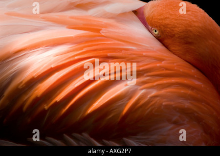 Rosa flamingo Stockfoto