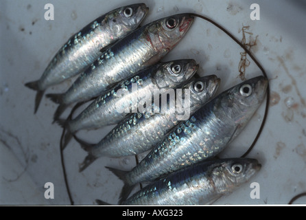 Frische Sardinen haben soeben Gefangenen an Bord einem Boot vor der Küste von Newlyn Penzance Cornwall UK Stockfoto