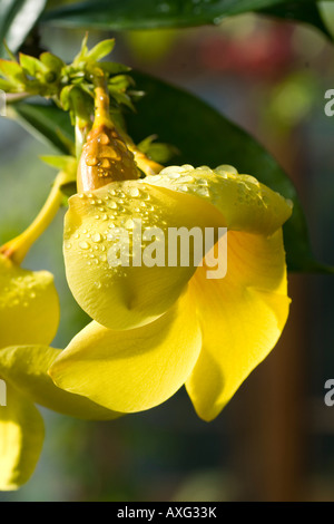 Allamanda Cathartica Schottii Bush Allamanda Blume Stockfoto