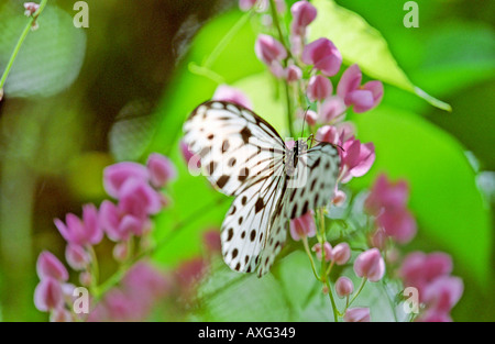 Kleinere Waldnymphe Schmetterling ruht auf rosa Blumen Kuala Lumpur Butterfly Park Malaysia South East Asia Stockfoto