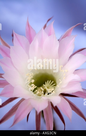 Eine große Blume des Kaktus (Echinopsis Arten). Zarten weiß-rosa Farbe und blauen Hintergrund jedoch unscharf Stockfoto