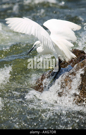 Africa Uganda Jinja wenig Reiher Egretta Garzetta Fische entlang Nil bei Bujagali-Falls in der Nähe der Flüsse Stockfoto