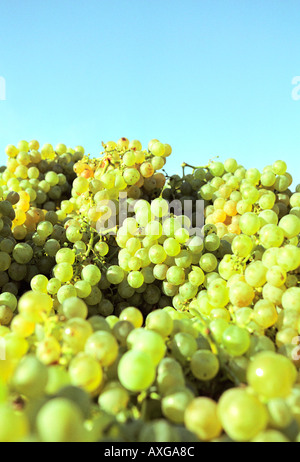 Weinberge Stockfoto
