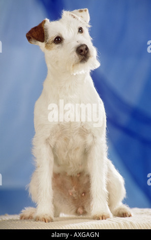 Parson Jack Russell Terrier - sitzen Stockfoto