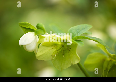 Grün-blühende Christrosen (Helleborus viridis) blühen im Frühjahr in Sussex, England, Großbritannien Stockfoto