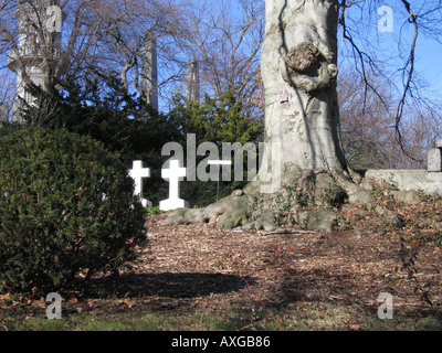 Baum mit großen Knoten in Mt Auburn Friedhof Cambridge, Mass Stockfoto