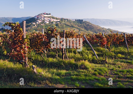 Weinberg in Motovun, Istrien, Kroatien Stockfoto