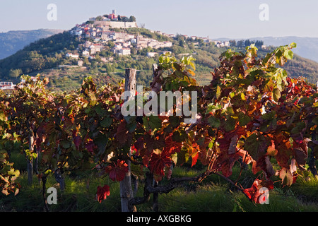 Weinberg in Motovun, Istrien, Kroatien Stockfoto