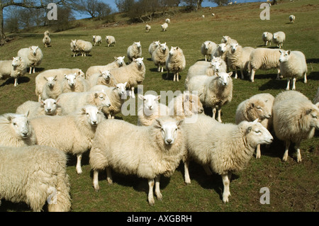 Welsh Mountain Schafe in Wales Brecon-Beacons-Nationalpark Stockfoto