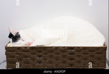Junge Hauskatze schlafen in einer box Stockfoto