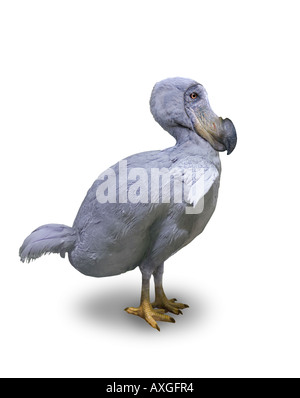 DODO Raphus cucullatus Stockfoto