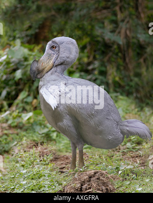 DODO Raphus cucullatus Stockfoto