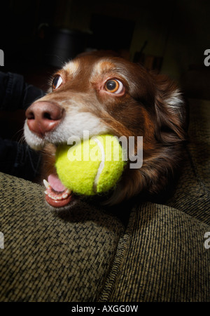 Hund mit Tennisball Stockfoto