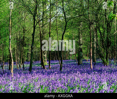 Glockenblumen in Arlington Bluebell Waldspaziergang in Sussex im Frühjahr, England, UK, GB Stockfoto