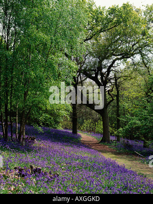 Bluebell Wood, Frühling in East Sussex, England, Großbritannien, GB Stockfoto