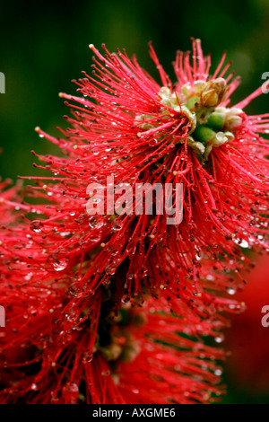 Crimson Bottlebrush oder Zylinderputzer Citrinus nach schweren Frühlingsregen in Sydney s Royal National Park Stockfoto