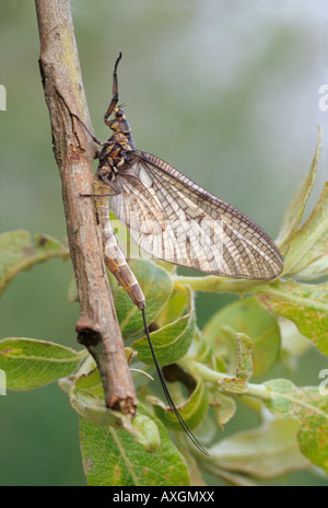 Eintagsfliege (Ephemera Danica) Stockfoto